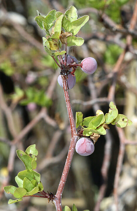 Bursera fagaroides